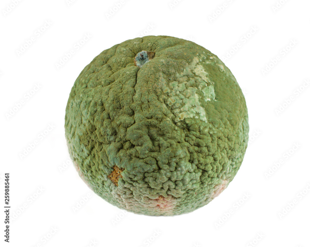 Obraz premium Spoiled mandarin. Tangerine with green mold. Isolated on white background.