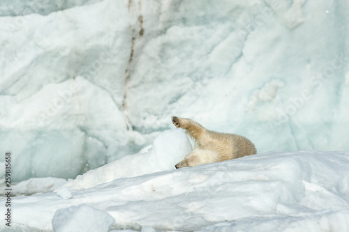 Polar bear in front of glacier.
