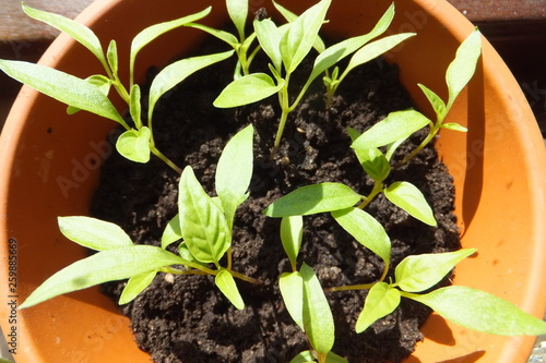 Pepperoncini ung Pflanzen