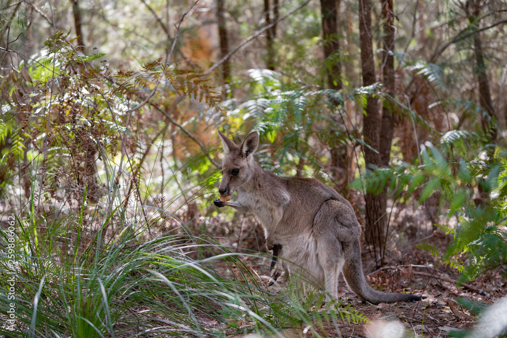 kangaroos in the forest kangaroos in the forest