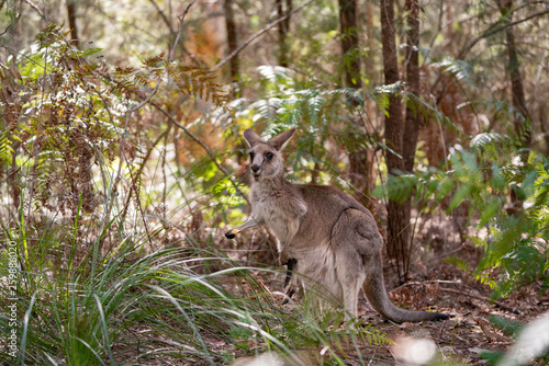 kangaroos in the forest © Mariia