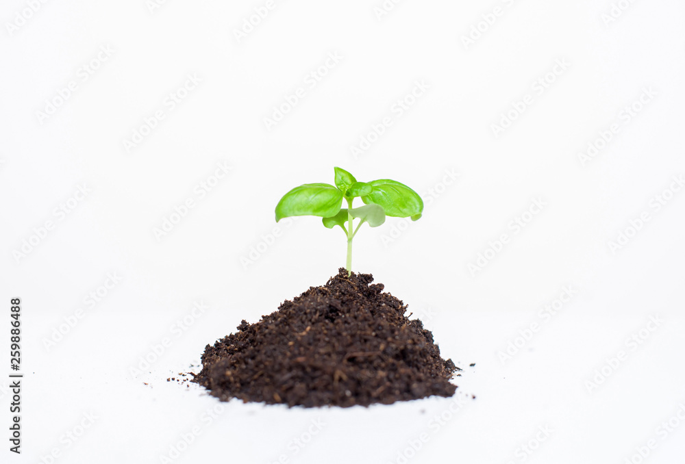 Young seedling plant in the ground on a white background Young seedling plant in the ground on a white background