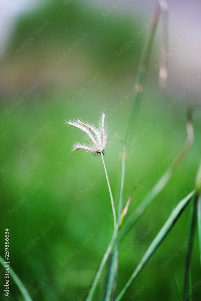 Grass flowers with sunlight in the garden. Grass flowers with sunlight in the garden.