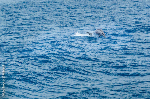 Corfu, Dolphin jumps over the waves in the sea.