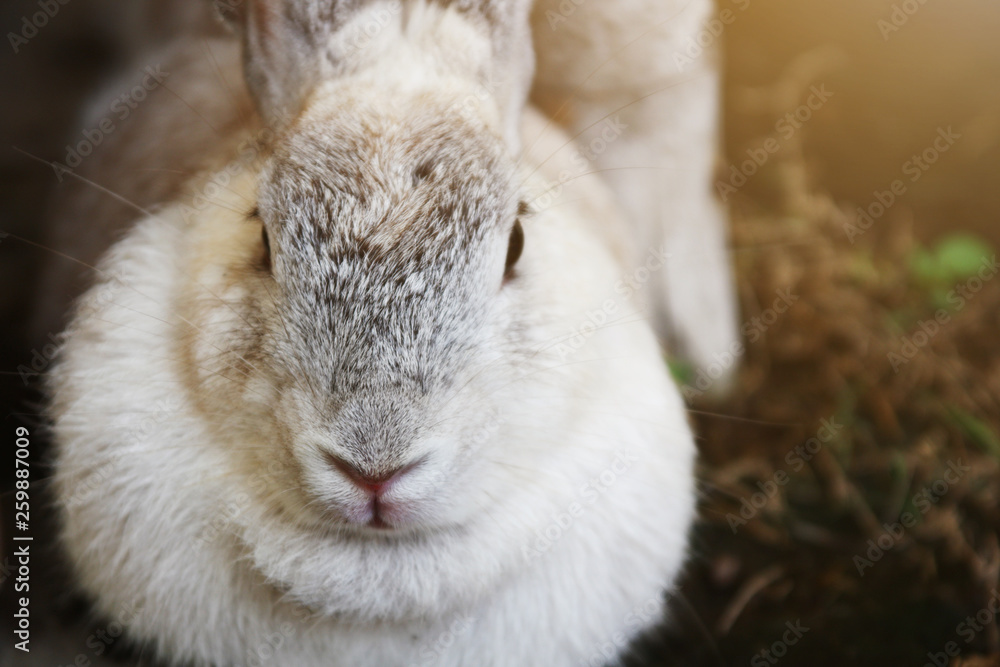 White and gray rabbit sitting on the floor Sunlight in the garden. White and gray rabbit sitting on the floor Sunlight in the garden.