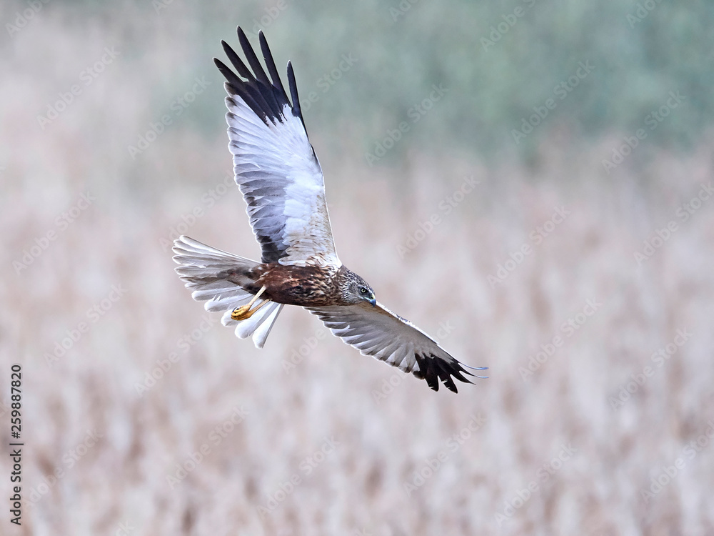 Obraz premium Western marsh harrier (Circus aeruginosus)