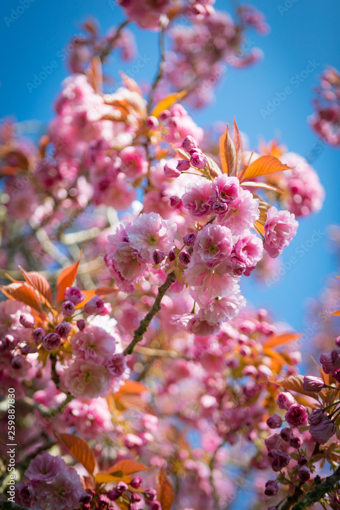 Flowering Tabebuia Rosea flower blooming in spring season, vibrant colour
