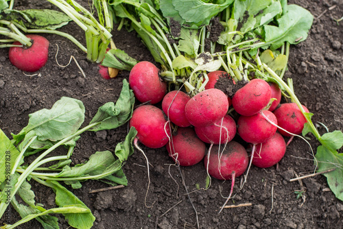 Close up of red radish on the spring fields	