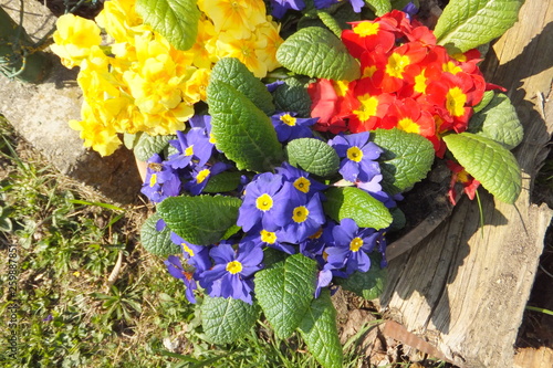 colourful springtime flowers