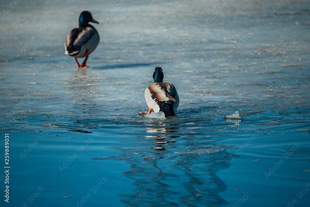 Ducks walk on thin ice on a warm spring day
