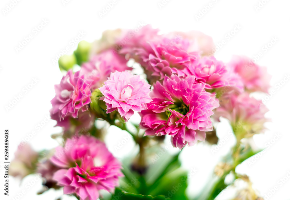 Pink Kalanchoe flowers Pink Kalanchoe flowers