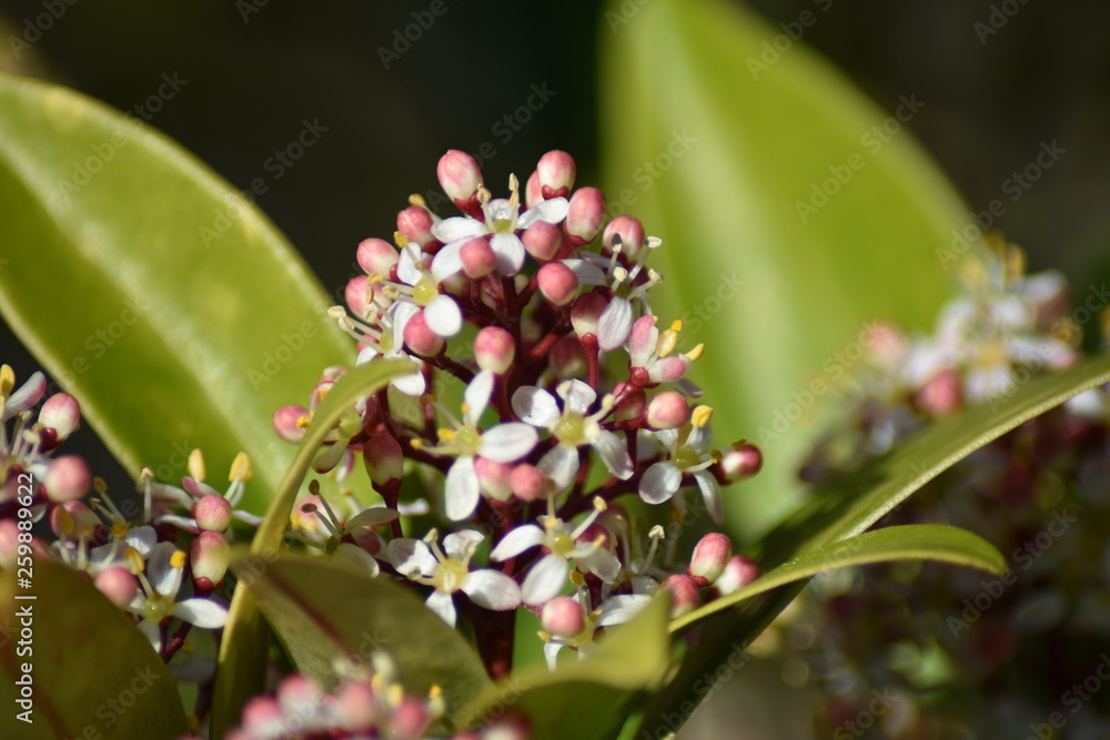 Obraz premium Blühende Skimmie (Skimmia)