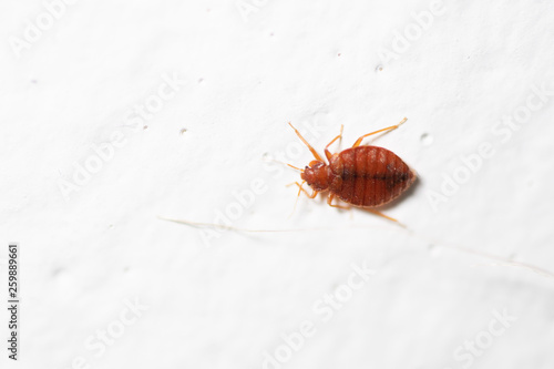 bed bug on white background © Simon