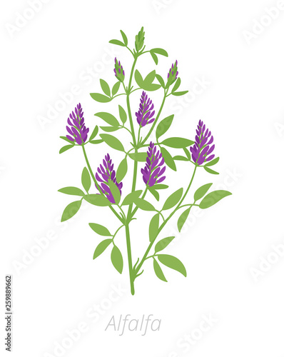 Alfalfa plant. Medicago sativa. Lucerne Agriculture cultivated plant. Green leaves. Flat vector color Illustration clipart.