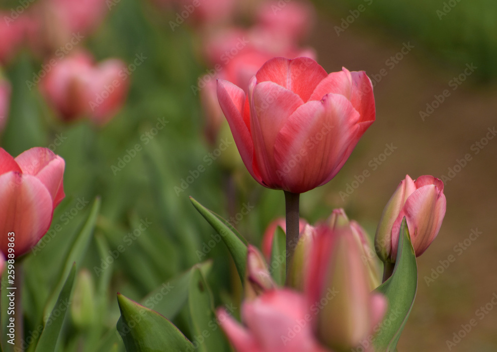 red tulips in the tulip garden