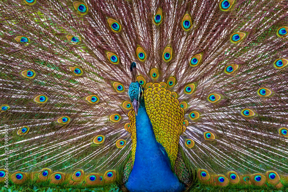 Obraz premium Peacock with a flowing tail in the park of birds of Kuala Lumpur. Close-up
