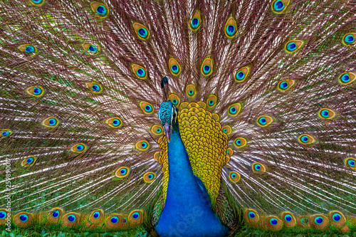 Peacock with a flowing tail in the park of birds of Kuala Lumpur. Close-up