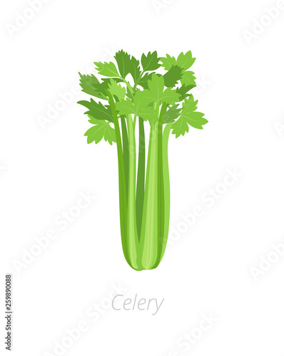 Celery plant. Harvest vegetable. Apium graveolens. Agriculture cultivated plant. Green leaves. Flat vector color Illustration clipart.