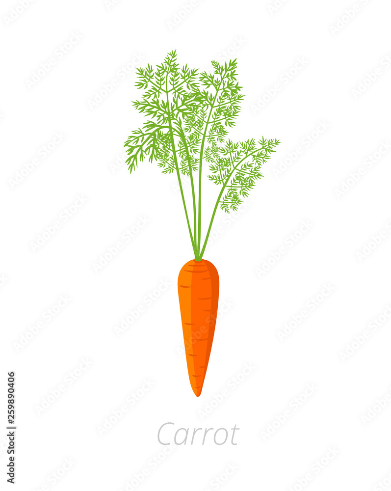 Carrot plant. Daucus carota. Orange carrots tap root vegetable. Agriculture cultivated plant. Green leaves. Flat vector color Illustration clipart. Carrot plant. Daucus carota. Orange carrots tap root vegetable. Agriculture cultivated plant. Green leaves. Flat vector color Illustration clipart.