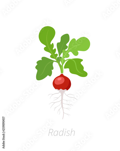 Radish plant. Raphanus raphanistrum. Radishes taproot. Agriculture cultivated plant. Green leaves. Flat vector color Illustration clipart.
