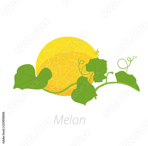 Melon plant. Vector illustration. Cucumis melo. Melon cantaloupe. On white background. Family Cucurbitaceae.