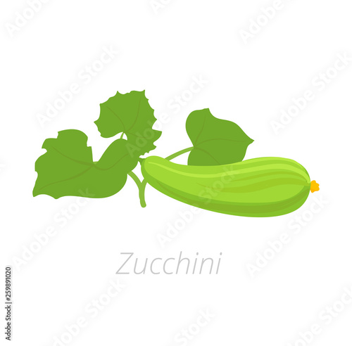 Zucchini plant. Zucchini or courgette plant. Vector illustration. Cucurbita pepo. On white background.