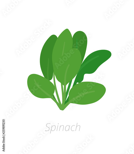 Spinach plant. Green leafy vegetable harvest. Spinacia oleracea. Vector flat Illustration.