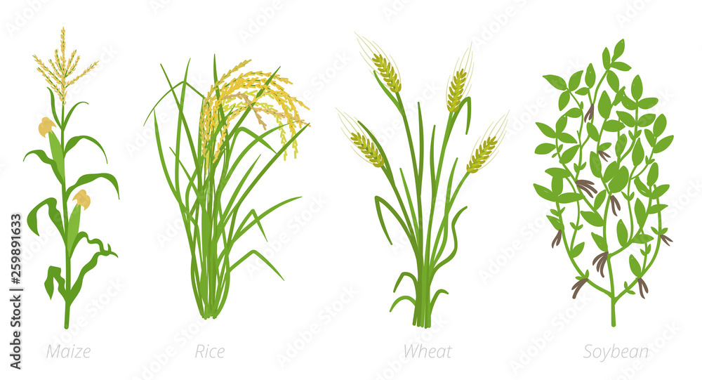 Soybean Clipart soybean-clipart