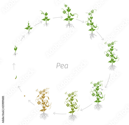 Circular life cycle of Pea Pisum sativum cultivation agriculture. Round growth stages vector illustration