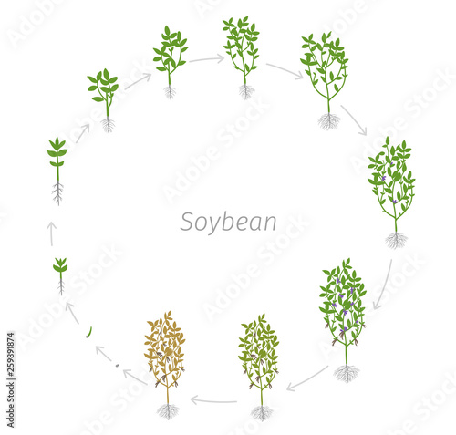 Circular life cycle of Soybean Glycine max. Round Growth stages vector illustration