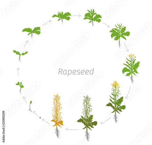 Circular life cycle of Rapeseed Brassica napus oilseed rape Round Growth stages vector illustration