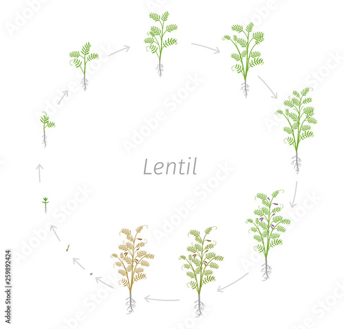 Circular life cycle of Lentil Soybean Lens culinaris. Round Growth stages vector illustration
