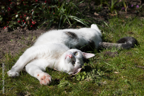 white cat in grass of garden stretches lazily
