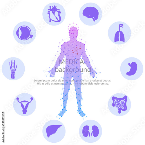 Medical background. Human anatomy.