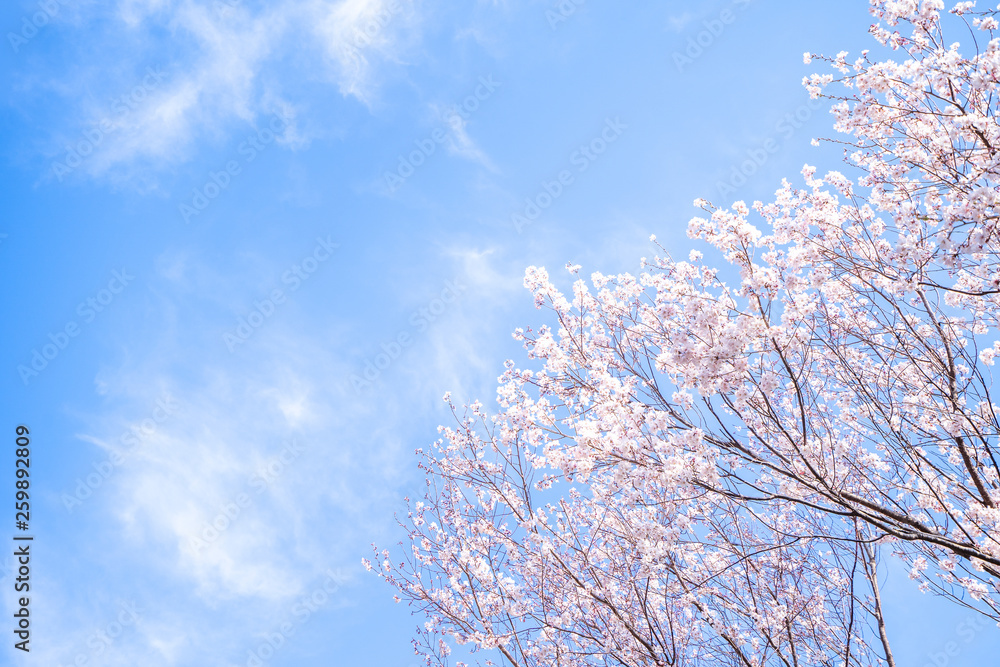 Beautiful yoshino cherry blossoms sakura (Prunus × yedoensis) tree bloom in spring in the castle park, copy space, close up, macro.