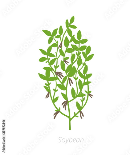 Soybean Glycine max. Agriculture cultivated Soy plant. Green leaves. Flat color Illustration clipart on white background.