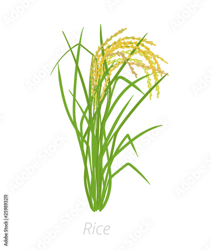 Rice plant. Oryza sativa. Agriculture cultivated plant. Green leaves. Flat color Illustration clipart.