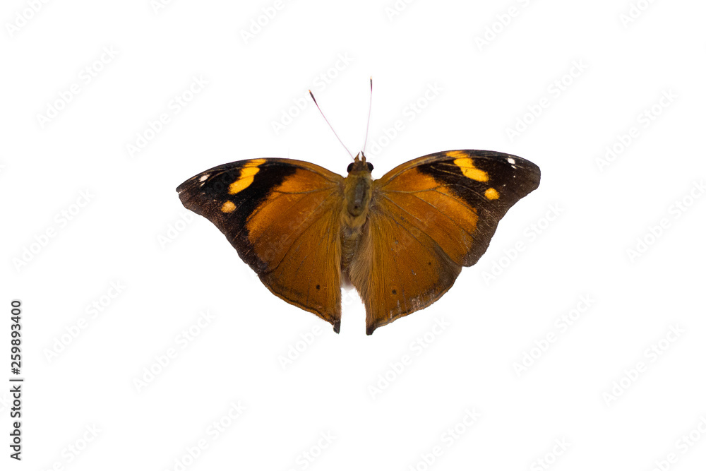 Naklejka premium Butterfly Dolechailia Bistaltide isolated