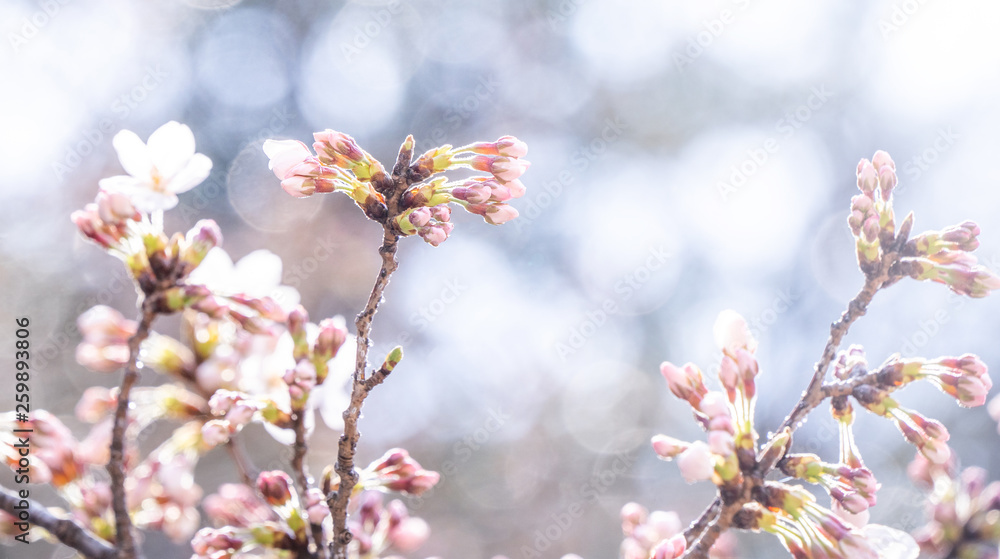 Beautiful yoshino cherry blossoms sakura (Prunus × yedoensis) tree bloom in spring in the castle park, copy space, close up, macro.