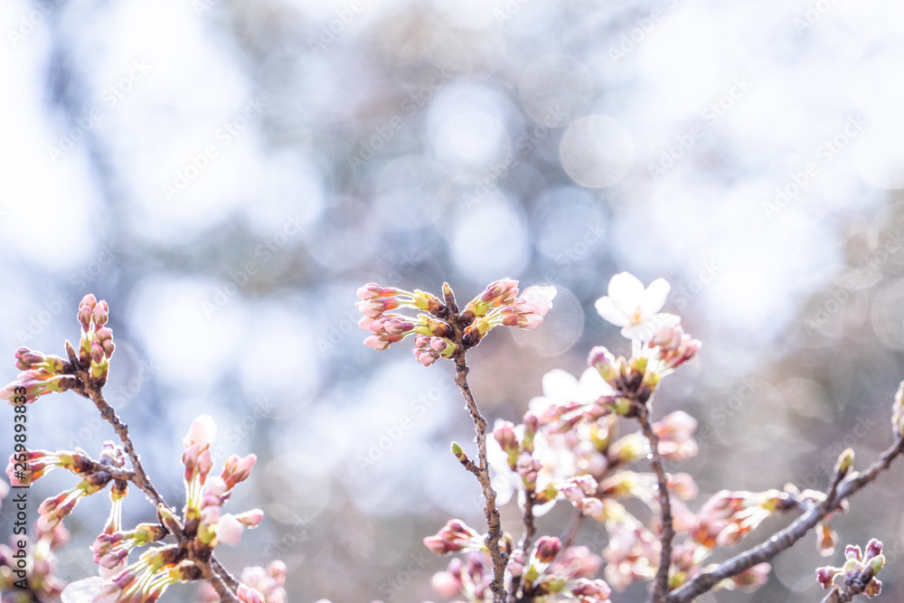 Beautiful yoshino cherry blossoms sakura (Prunus × yedoensis) tree bloom in spring in the castle park, copy space, close up, macro. Beautiful yoshino cherry blossoms sakura (Prunus × yedoensis) tree bloom in spring in the castle park, copy space, close up, macro.
