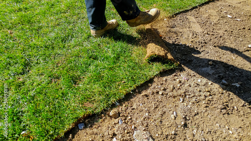 New turf grass installation professional gardener. Rolls of grass on the backyard.