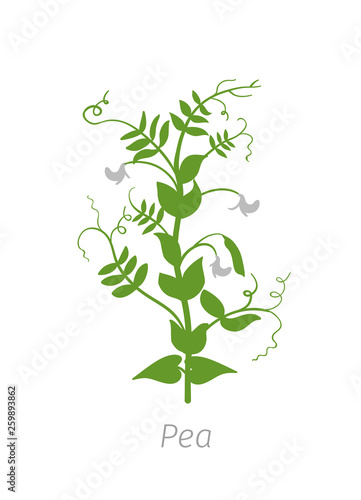 Pea Pisum sativum. Agriculture cultivated plant. Green leaves. Flat color Illustration clipart on white background.