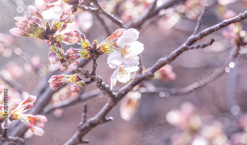 Beautiful yoshino cherry blossoms sakura (Prunus × yedoensis) tree bloom in spring in the castle park, copy space, close up, macro. © RomixImage