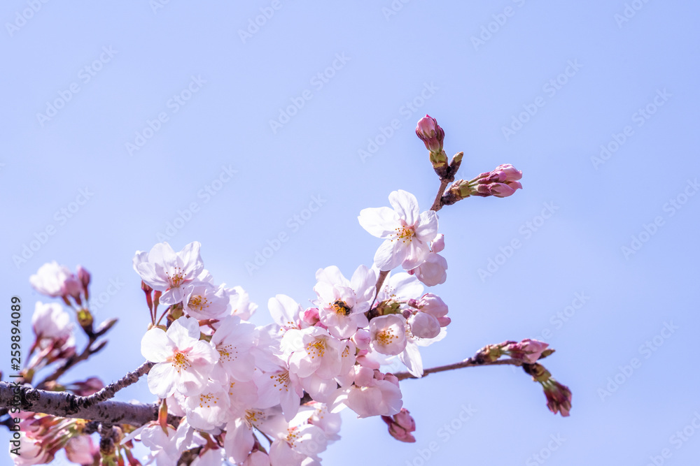 Beautiful yoshino cherry blossoms sakura (Prunus × yedoensis) tree bloom in spring in the castle park, copy space, close up, macro. Beautiful yoshino cherry blossoms sakura (Prunus × yedoensis) tree bloom in spring in the castle park, copy space, close up, macro.
