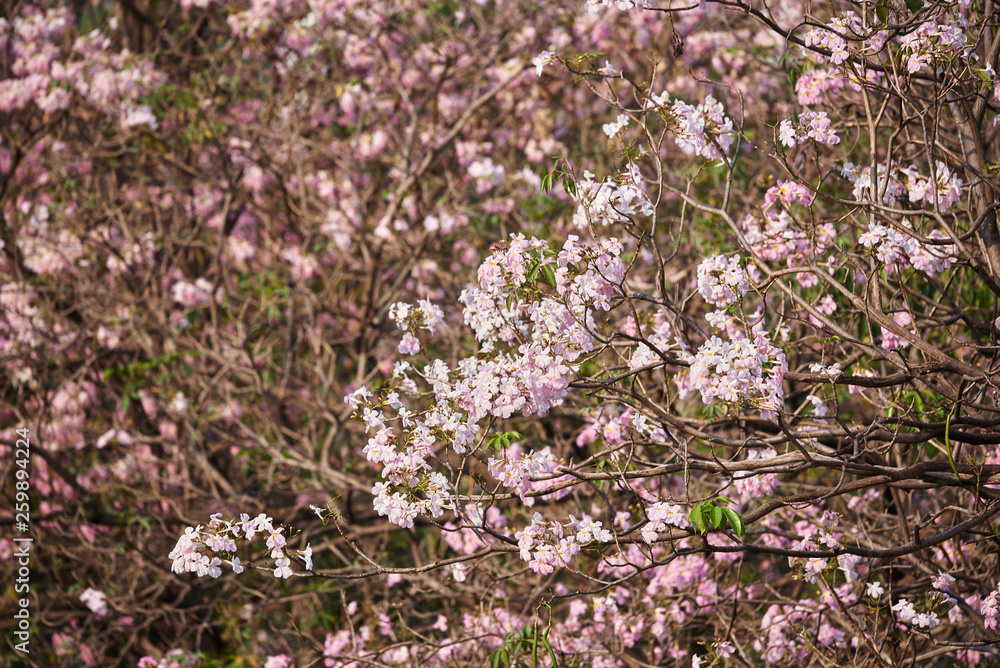 Beutiful pink tabebuia rosea flowers Beutiful pink tabebuia rosea flowers