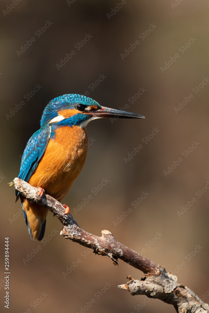 Common kingfisher Common kingfisher