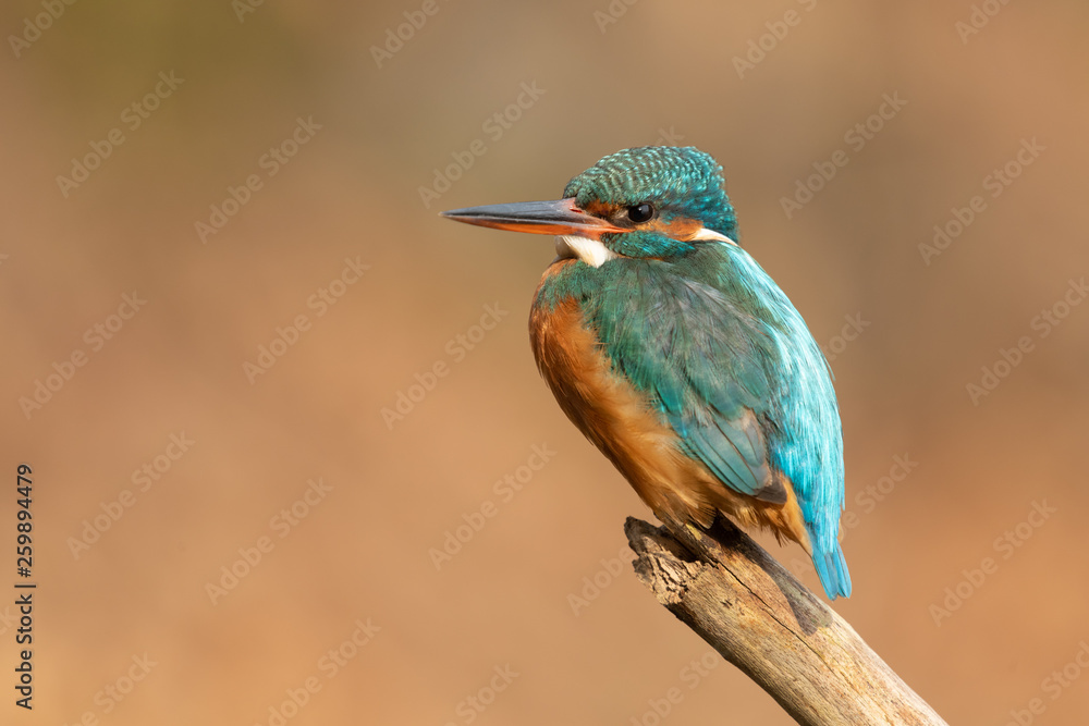 Common kingfisher