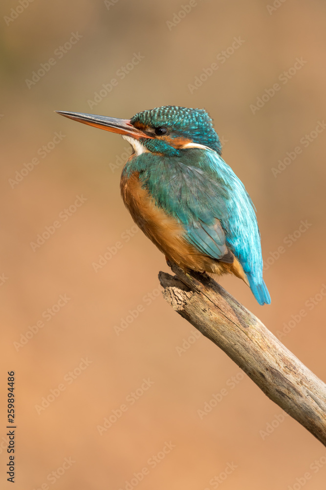 Common kingfisher Common kingfisher