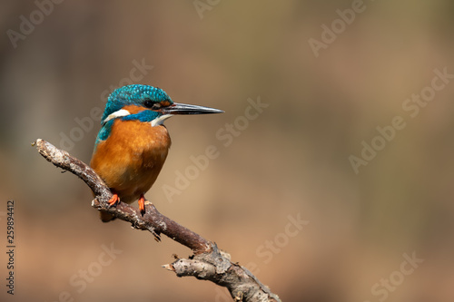 Common kingfisher © Wolfgang Kruck