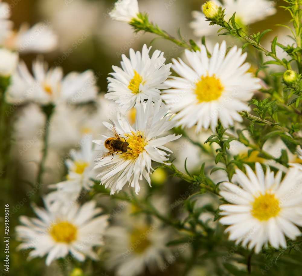 Obraz premium the bee sits on the Matricaria collects nectar